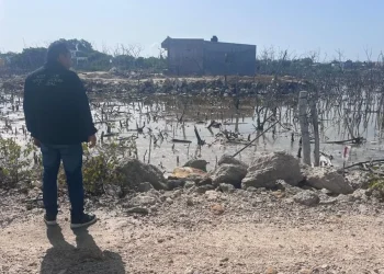 Radiografía de la devastación: La crisis de manglares en Yucatán bajo la lupa