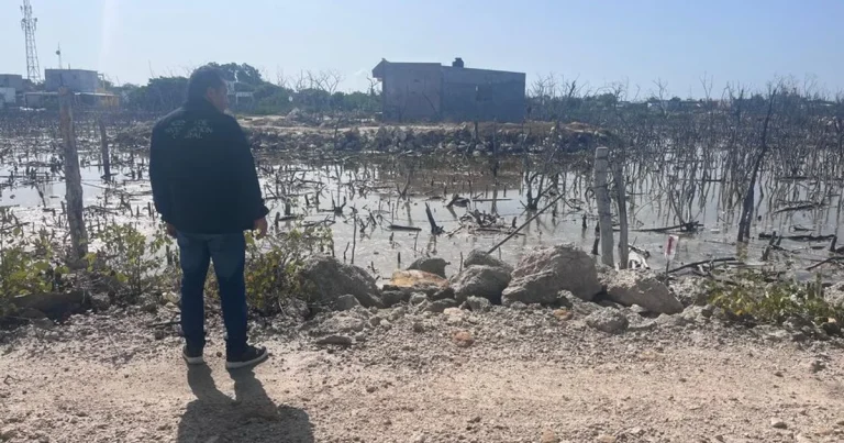 Radiografía de la devastación: La crisis de manglares en Yucatán bajo la lupa
