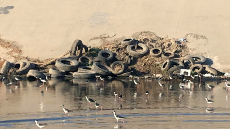 Río Tijuana: Llantas representan el 40% de residuos flotantes; urgencia binacional