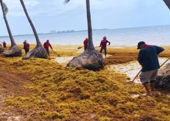 DE ABRIL A JULIO: Recolectan más de 49 mil toneladas de sargazo en QR