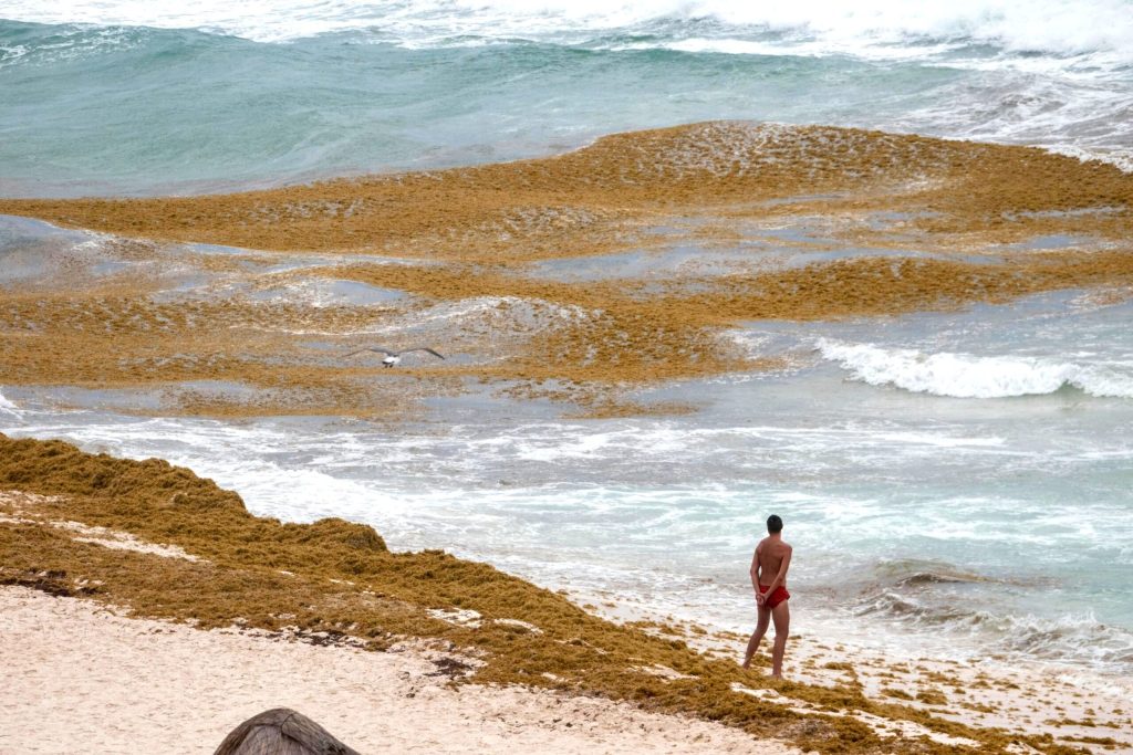 Sargazo Quintana Roo: Crisis turística ante arribo récord del alga