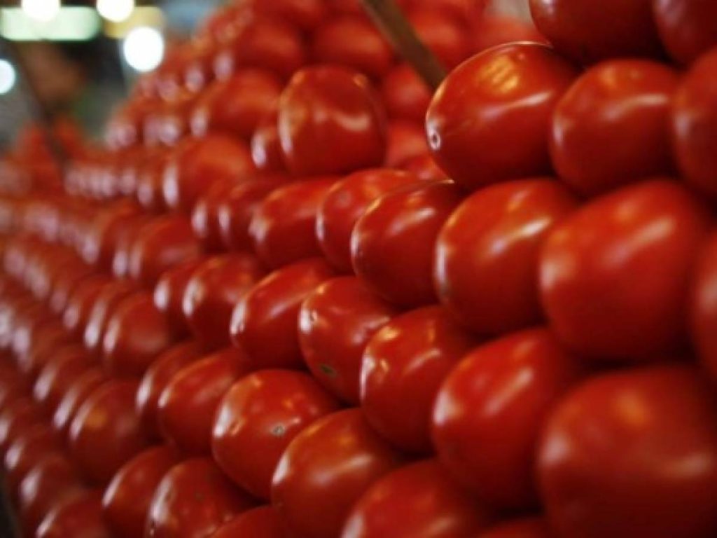 La exportación de jitomate a Estados Unidos enfrenta un desplome sin precedentes