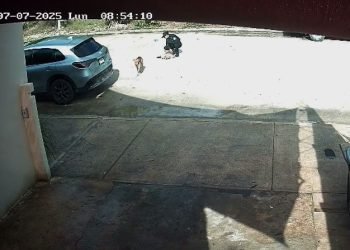 Investigan a policías por atropellar a un perro en la vía pública