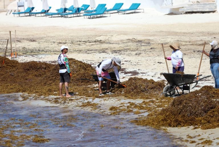 sargazo en playa fundadores