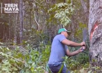 Tren Maya estrena cortometraje desde la selva de Quintana Roo