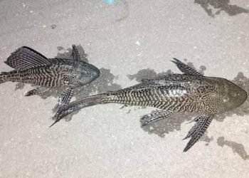 El pez Diablo invade Bacalar: riesgo ambiental y turístico