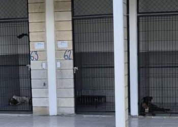 PLAYA DEL CARMEN: Niegan brote masivo de moquillo en Centro de Control Animal