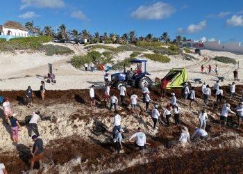 Realizan tercera jornada de limpieza contra el sargazo en Playa Delfines