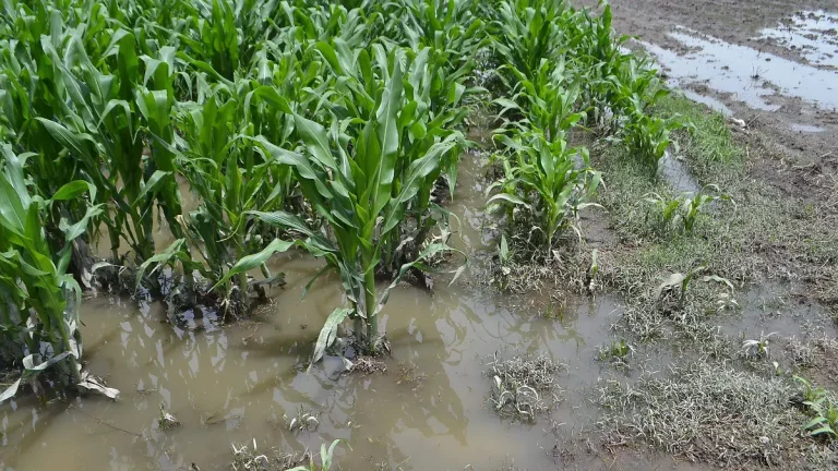 Lluvias atípicas desvelan la fragilidad agrícola y la respuesta estatal en Querétaro