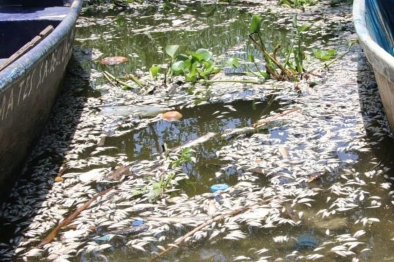 Muerte masiva de peces en Tres Palos expone la degradación ambiental en Guerrero