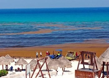 CRISIS DEL SARGAZO: Nuevo recale atípico en Zona Hotelera de Cancún