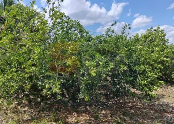 CRISIS EN EL CAMPO: Productores de limón en la zona maya enfrentan sobreoferta y caída de precios