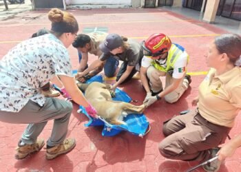 DEAMBULABA DESORIENTADO: Rescatan a venado cola blanca en Playa del Carmen