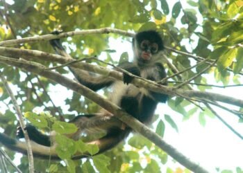 CONANP: Amenaza expansión urbana reservas naturales en Playa del Carmen