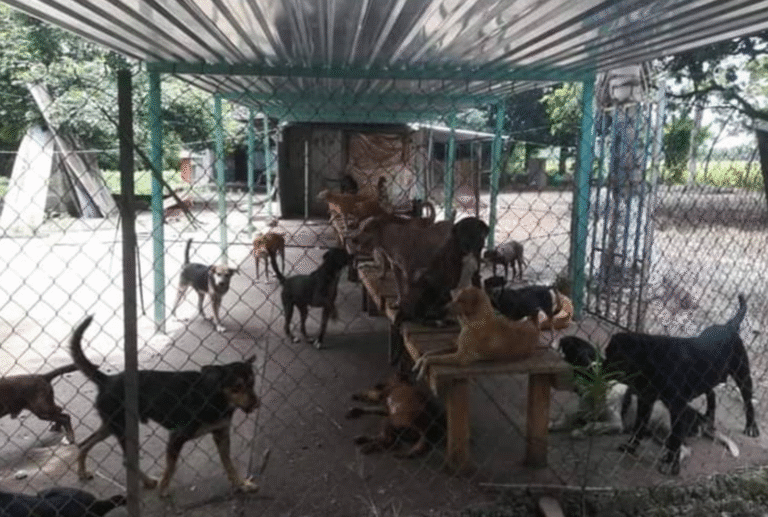 Maltrato animal en Veracruz: la controversia de "La Roca" y el poder local