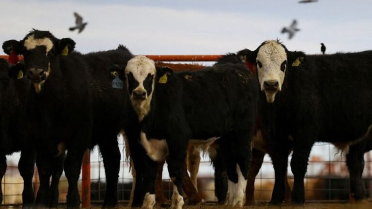 México exige a Estados Unidos reactivar la exportación de ganado tras contención de plaga