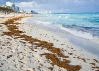 Disminuye recale de sargazo en Cancún