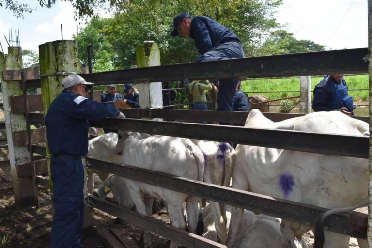 Senasica refuerza la defensa nacional contra el gusano barrenador en el Bajío