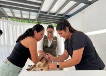 CAMPAÑA ANTIRRÁBICA: Protección y Bienestar Animal aplica más de 380 vacunas en Cancún