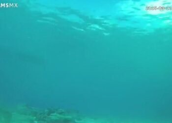 WEBCAMS DE MÉXICO: Instalan primera cámara subacuática en Cozumel