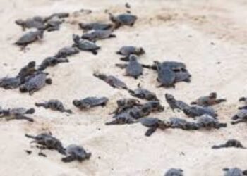 TEMPORADA RÉCORD: Supera Cancún el millón de huevos de tortuga protegidos