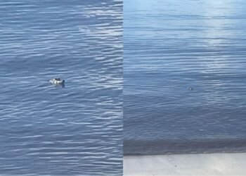 VISITA INESPERADA: Sorprende cocodrilo a turistas en Punta Esmeralda