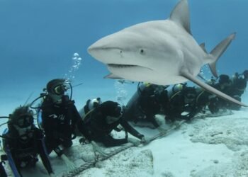 Se preparan buzos para la temporada de tiburón toro en la Riviera Maya
