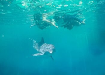 Presenta Dolphin Discovery «Conexiones que transforman»
