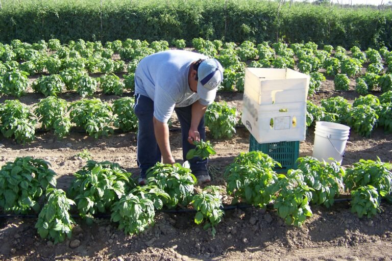 Agricultura sustentable: FIRA y Syngenta impulsan cadenas productivas en México