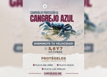 SEGUNDA FECHA: Invitan a participar en campaña de protección al cangrejo azul