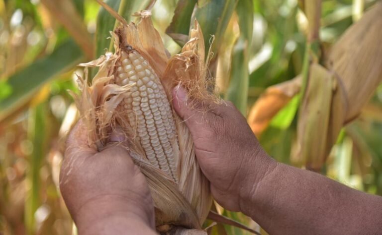 El dramático exilio del talento: Agrónomos mexicanos que impulsan la producción de maíz en China