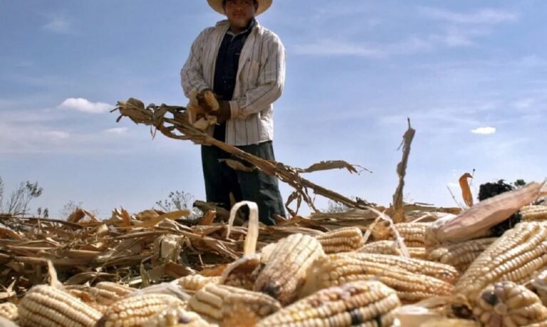 El duopolio que estranguló al campo: La crisis estructural del maíz en México