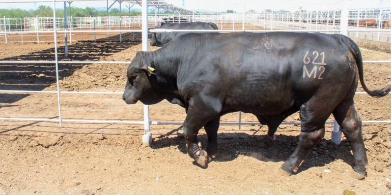 Entrega de sementales en sonora y coahuila: La estrategia para reactivar la ganadería nacional