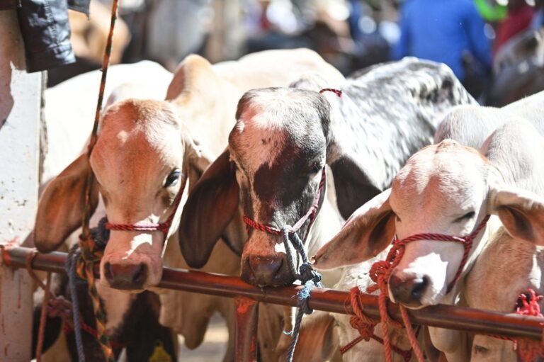 Gusano barrenador: El contrabando de reses destapa la corrupción en la frontera