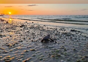 Liberación tortugas Yucatán 2025: más de 375 mil crías alcanzan el mar