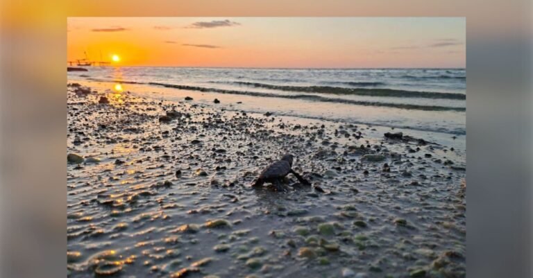 Liberación tortugas Yucatán 2025: más de 375 mil crías alcanzan el mar