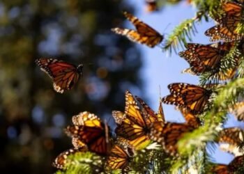 RUTA MIGRATORIA: Invitan a registrar el paso de la mariposa monarca por QR