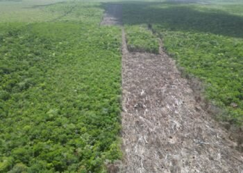 Profepa clausura desmonte de mangle: Yucatán en la mira por devastación de ecosistemas costeros