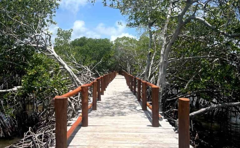Reforma en "Puerta al Mar": Denuncian daño ambiental en Quintana Roo
