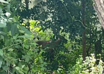 UNA VEZ MÁS: Rescatan venado del centro de Playa del Carmen