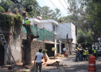 PLAYA DEL CARMEN: Alertan sobre riesgos por podas inadecuadas durante temporada de huracanes