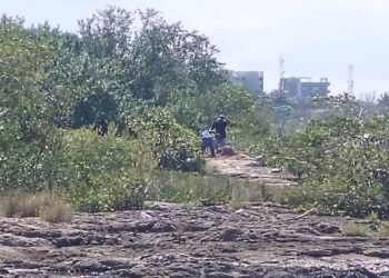 DAÑO AMBIENTAL: Detectan tala y desmonte ilegal cerca de la costa en Cozumel