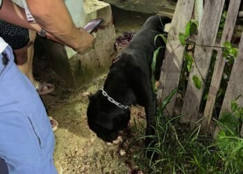 MALTRATO ANIMAL: Detienen a dos hombres en Cancún; un perro murió y otro fue rescatado