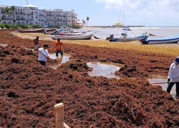 Desciende recale de sargazo en Cancún, pero suman más de 7 mil toneladas recolectadas