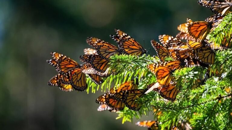 Mariposas monarca: El épico viaje a México bajo amenaza de extinción