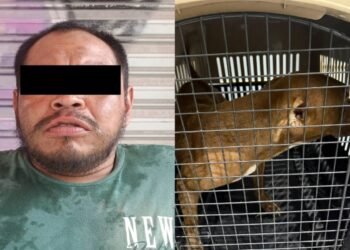 MALTRATO ANIMAL: Detienen en Cancún a un hombre por agredir a un perro en la SM 237