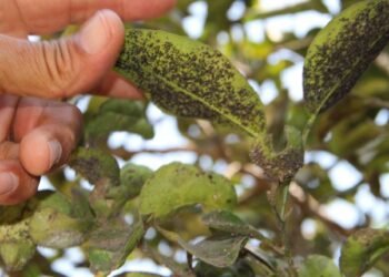 PLAGA EN JMM: Detectan brote de Mosca Prieta en 860 hectáreas de huertos cítricos