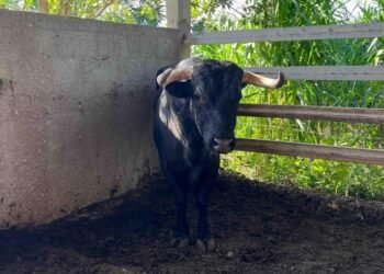 Logra Yucatán contener el gusano barrenador sin sacrificar animales