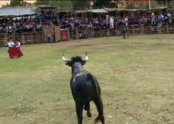 HABRÁ CORRIDAS DE TOROS: Desafiarán palqueros de JMM Ley de Bienestar Animal