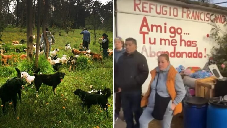Desalojo masivo en Cuajimalpa: La disputa legal que tiene a mil 140 animales "muertos de pánico"